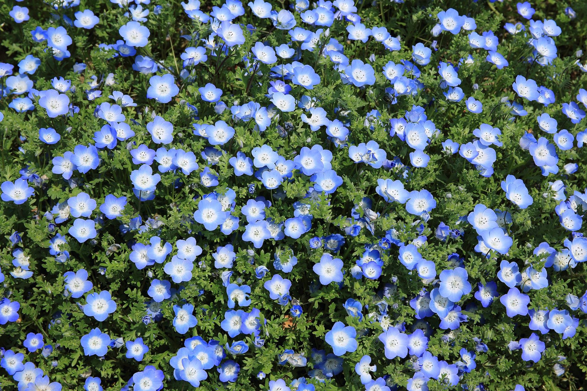 Leinsamenfeld mit blauen Blüten