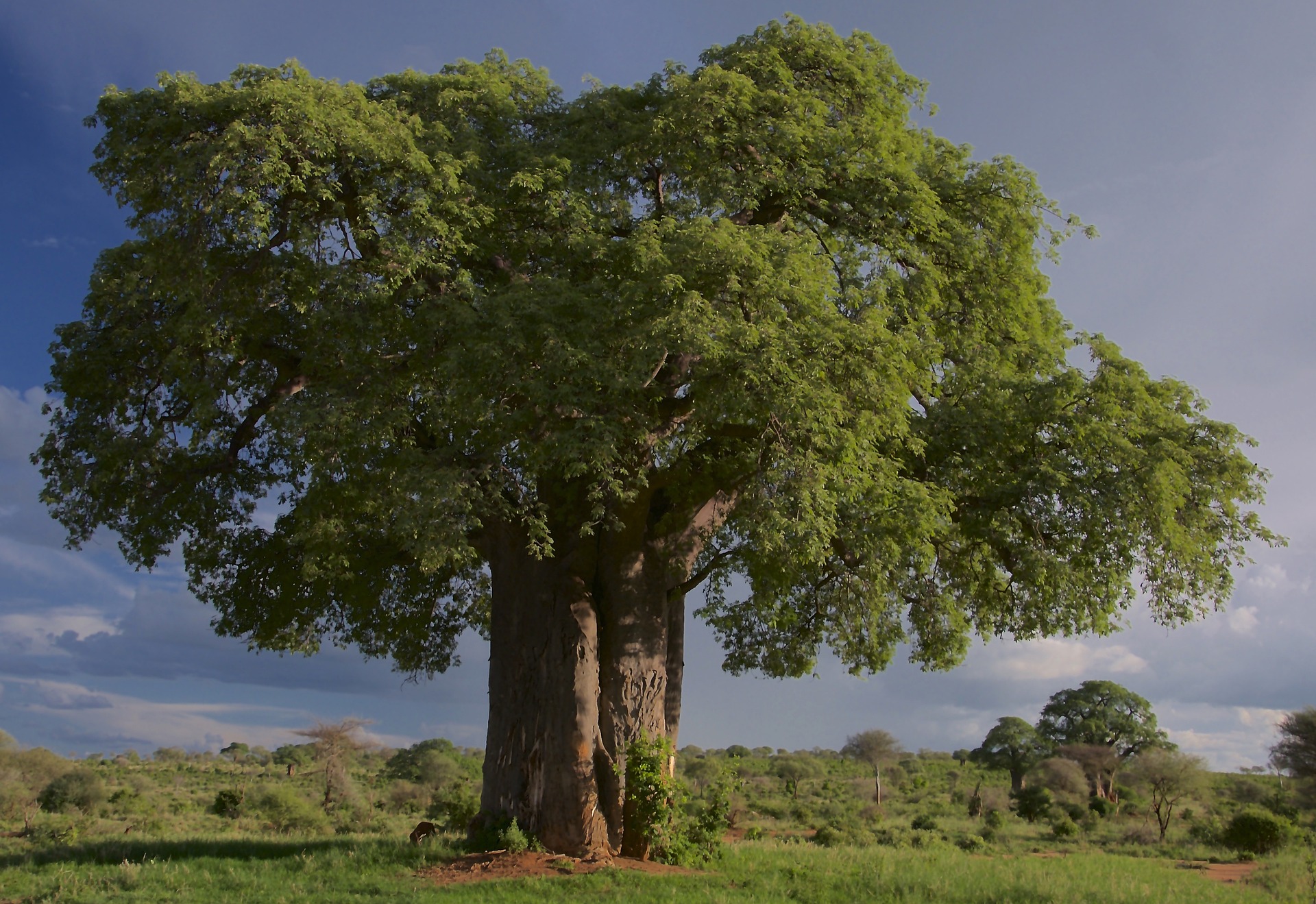 Entdecke die Kraft des Baobab Pulvers: Wirkung, Anwendung & mehr