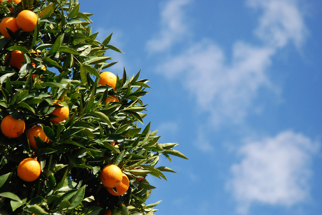 Orangenfrüchte am Baum
