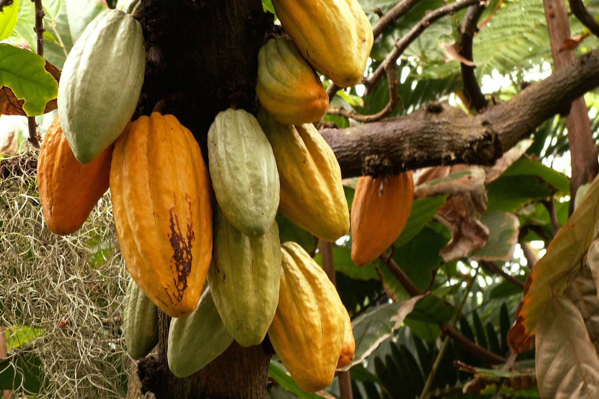 Kakaopflanze Kakaobaum