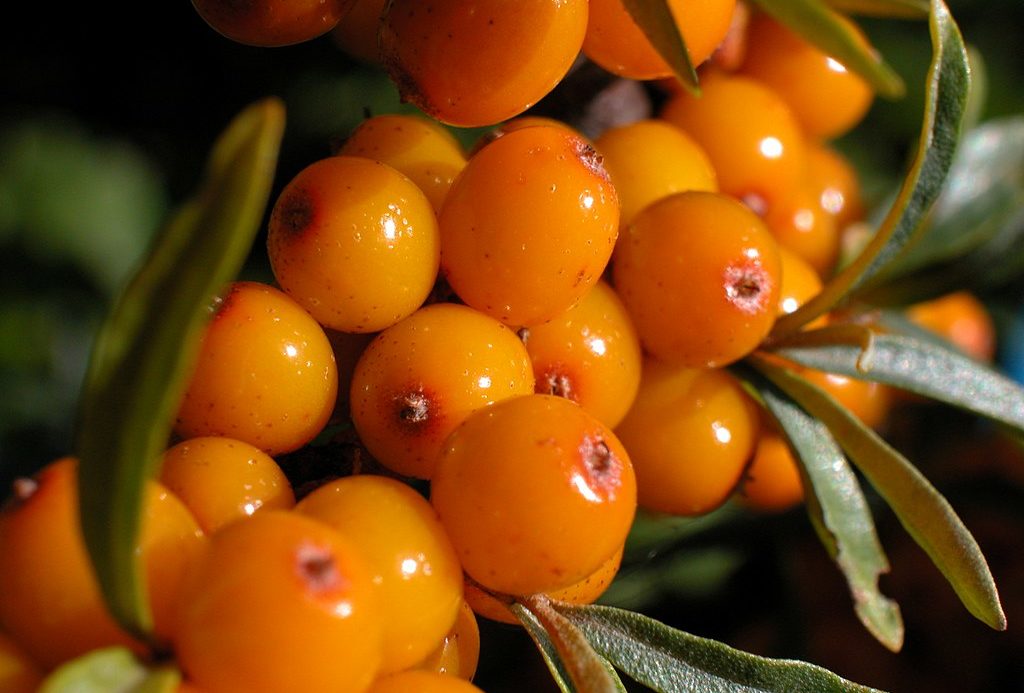 Sanddornbeeren